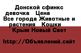 Донской сфинкс девочка › Цена ­ 15 000 - Все города Животные и растения » Кошки   . Крым,Новый Свет